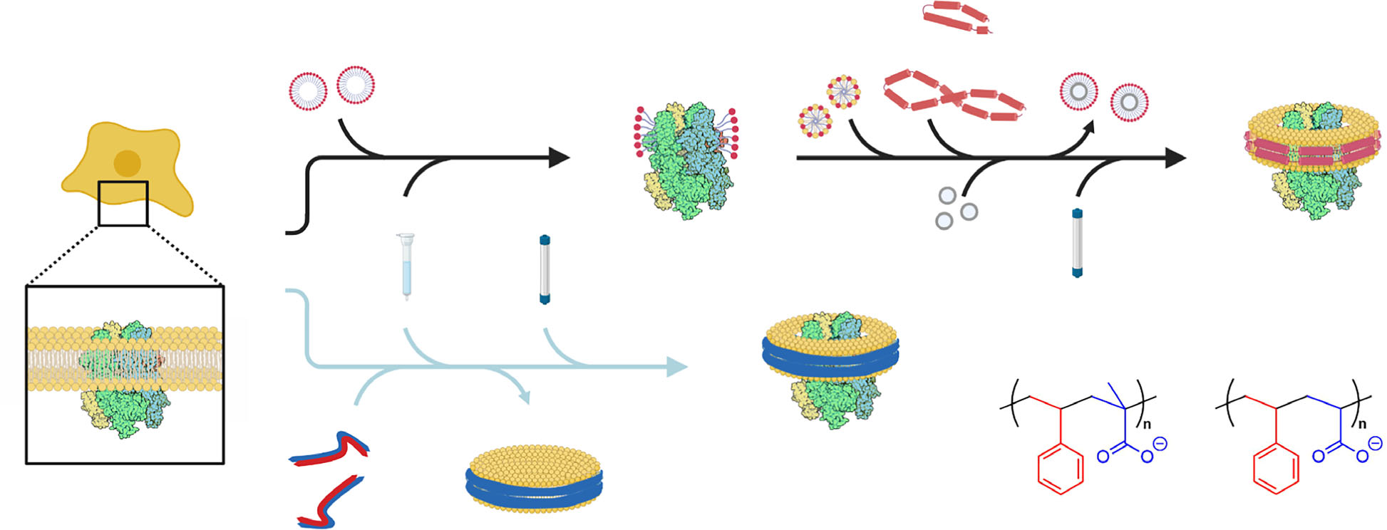 MAASTY nanodisc concept: membrane protein extraction and reconstitution workflow